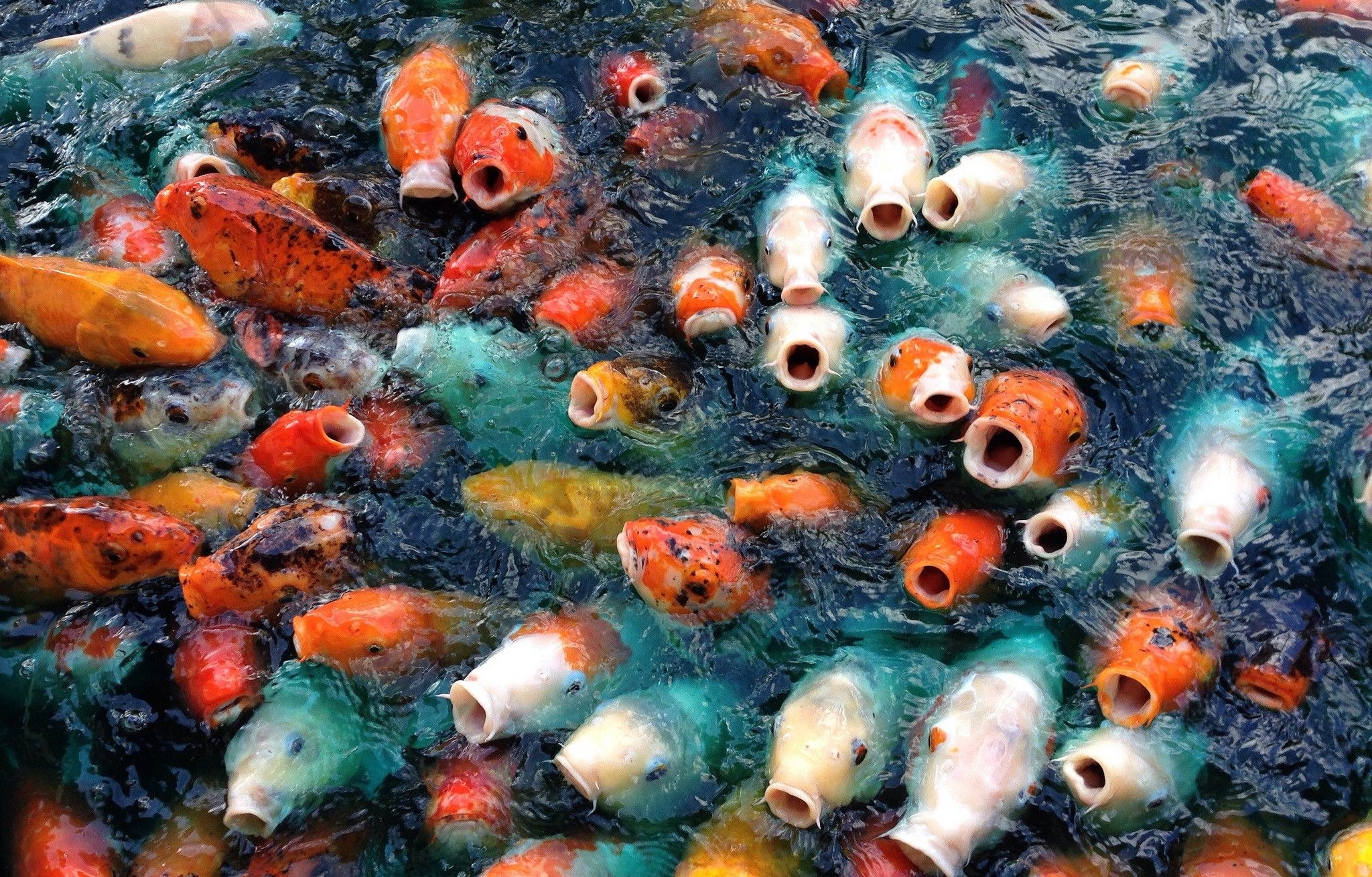 Ψάρια Κρύου νερού